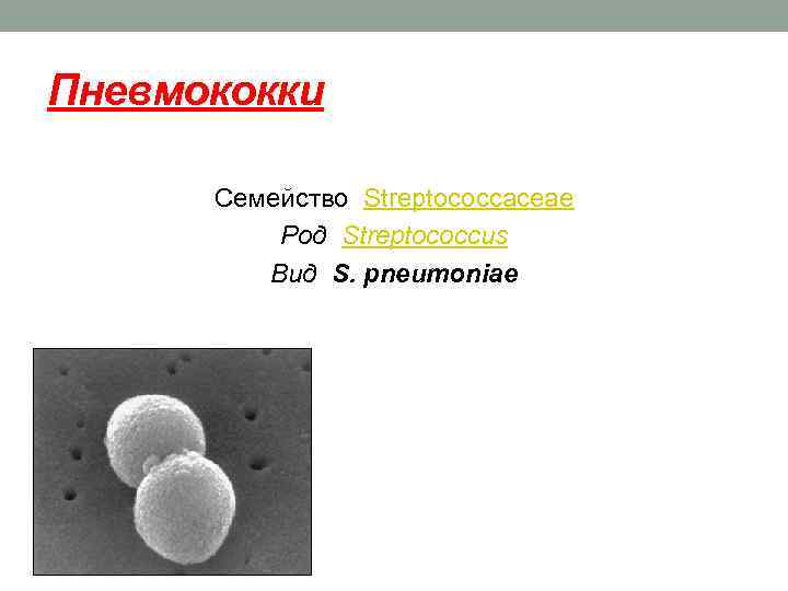 Пневмококки Семейство Streptococcaceae Род Streptococcus Вид S. pneumoniae 