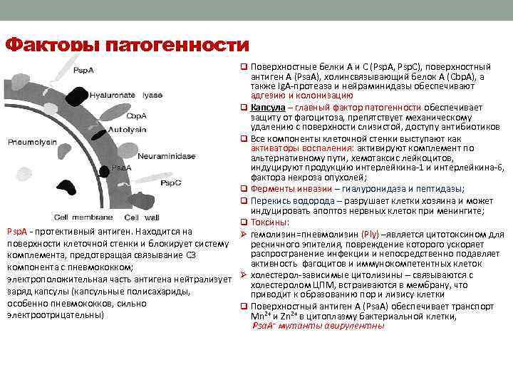 К какой группе патогенности