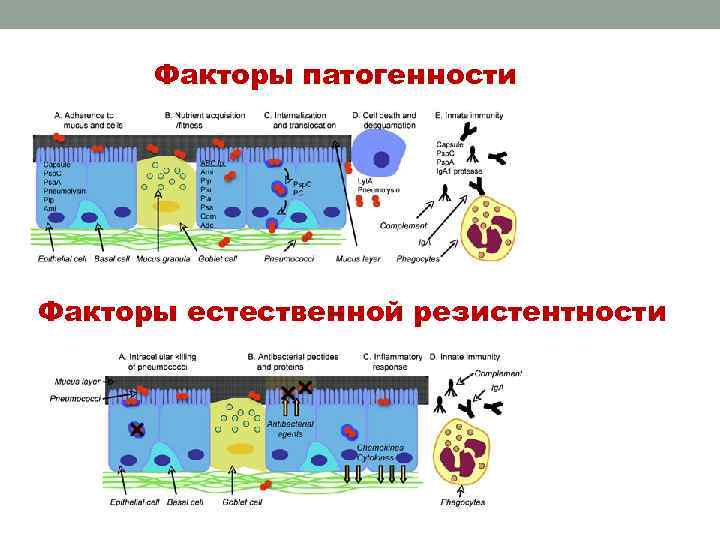 Факторы патогенности Факторы естественной резистентности 