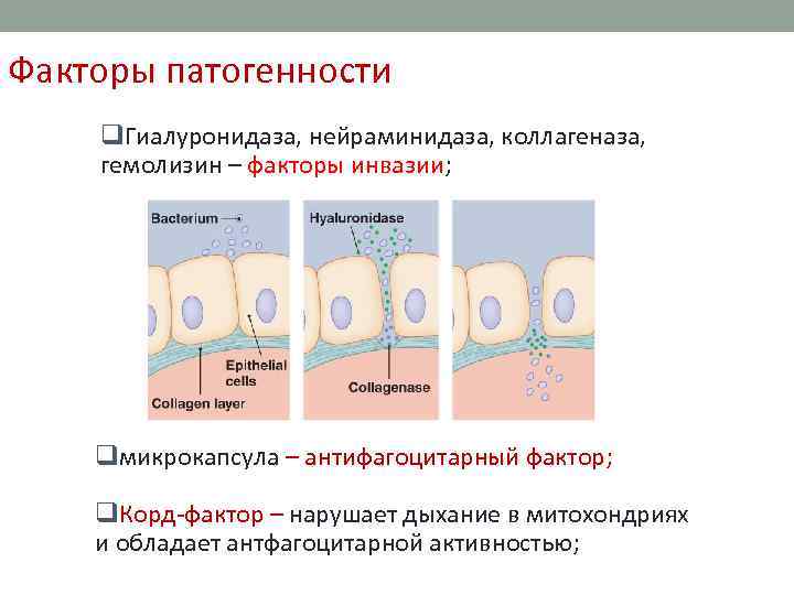 Факторы патогенности q. Гиалуронидаза, нейраминидаза, коллагеназа, гемолизин – факторы инвазии; qмикрокапсула – антифагоцитарный фактор;