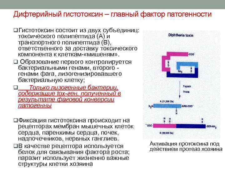 Дифтерийный гистотоксин – главный фактор патогенности q. Гистотоксин состоит из двух субъединиц: токсического полипептида