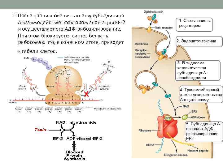 q. После проникновения в клетку субъединица А взаимодействует фактором элонгации ЕF-2 и осуществляет его