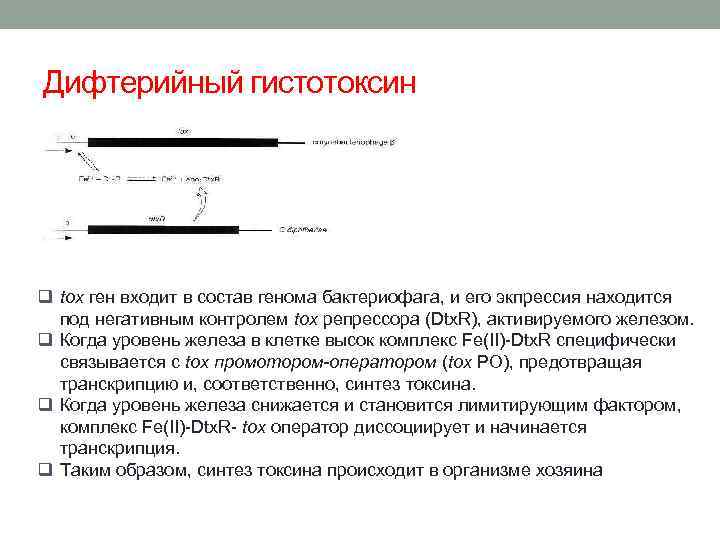 Дифтерийный гистотоксин q tox ген входит в состав генома бактериофага, и его экпрессия находится