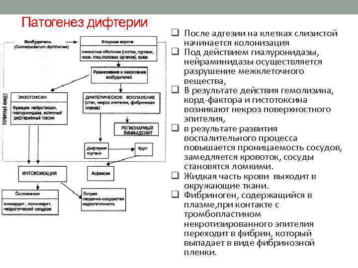 Патогенез дифтерии q После адгезии на клетках слизистой начинается колонизация q Под действием гиалуронидазы,