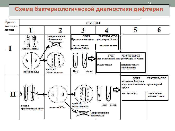 27 Схема бактериологической диагностики дифтерии 