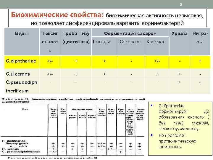 6 Биохимические свойства: биохимическая активность невысокая, но позволяет дифференцировать варианты коринебактерий Виды Токсиг Проба