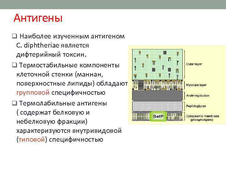 Антигены q Наиболее изученным антигеном С. diphtheriae является дифтерийный токсин. q Термостабильные компоненты клеточной