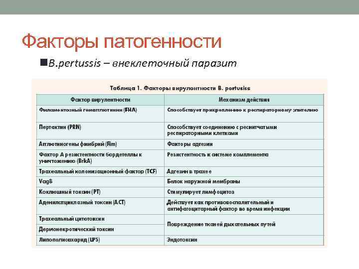 Факторы патогенности n. B. pertussis – внеклеточный паразит 