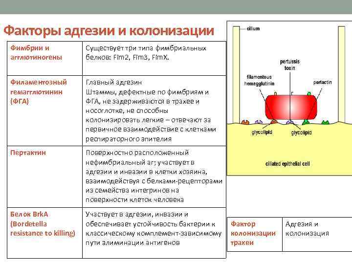 Факторы адгезии и колонизации Фимбрии и агглютиногены Существует три типа фимбриальных белков: Fim 2,