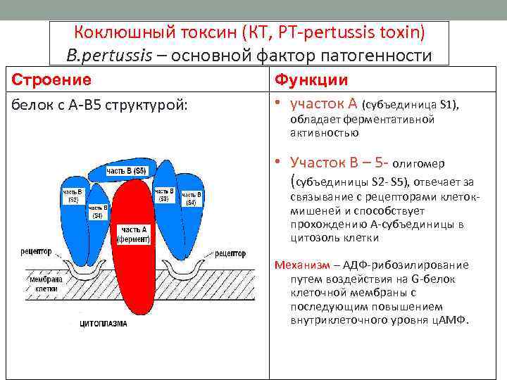 Коклюшный токсин (КТ, PT-pertussis toxin) B. pertussis – основной фактор патогенности Строение белок с