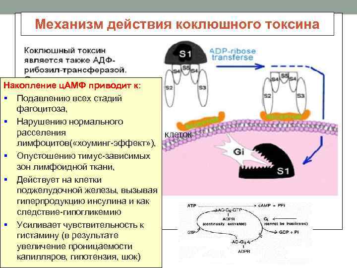 Механизм действия коклюшного токсина Накопление ц. АМФ приводит к: § Подавлению всех стадий фагоцитоза,