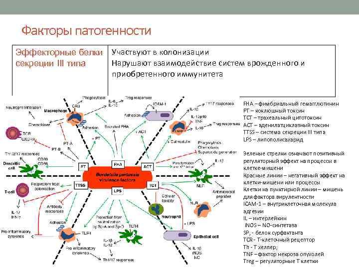 Факторы патогенности Эффекторные белки Участвуют в колонизации Нарушают взаимодействие систем врожденного и секреции III