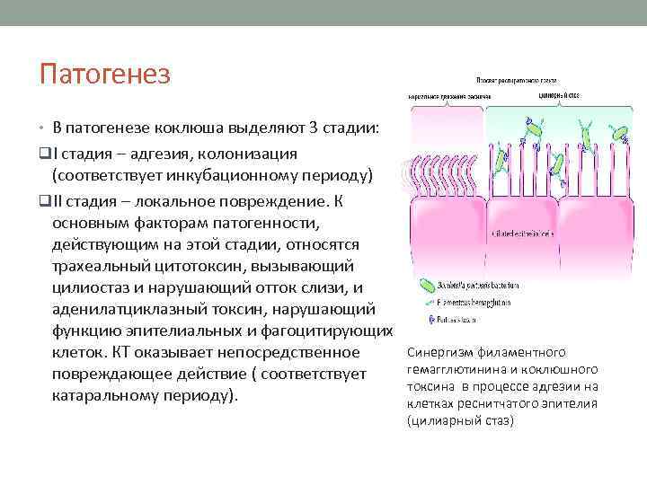 Патогенез • В патогенезе коклюша выделяют 3 стадии: q. I стадия – адгезия, колонизация