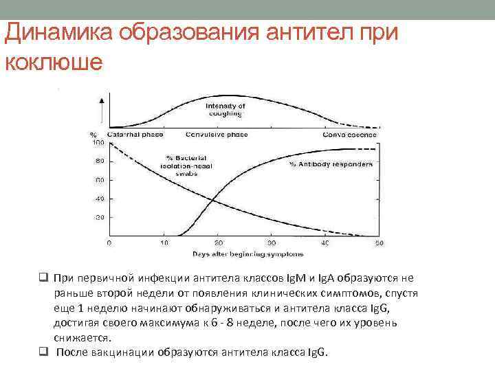 Динамика образования антител при коклюше q При первичной инфекции антитела классов Ig. M и
