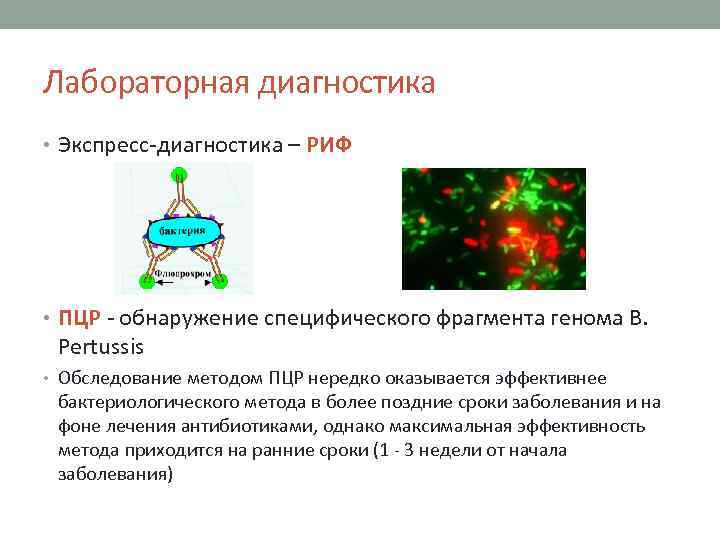 Лабораторная диагностика • Экспресс-диагностика – РИФ • ПЦР - обнаружение специфического фрагмента генома B.
