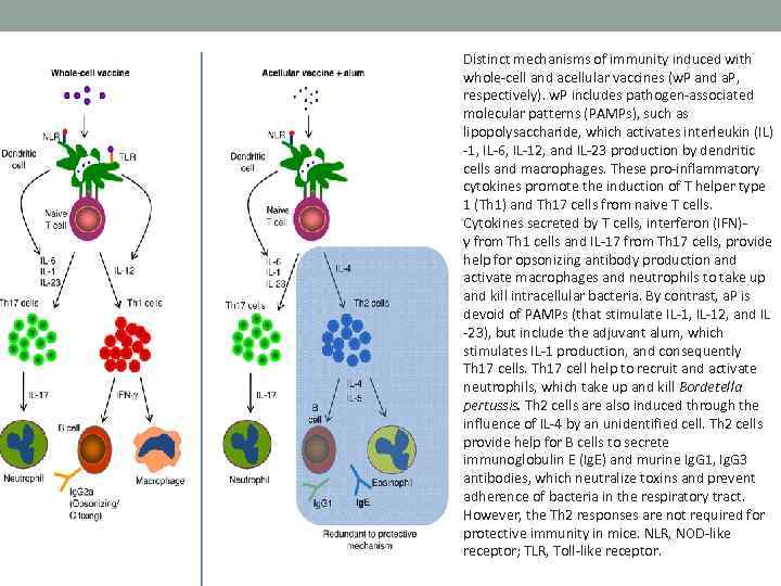Distinct mechanisms of immunity induced with whole-cell and acellular vaccines (w. P and a.