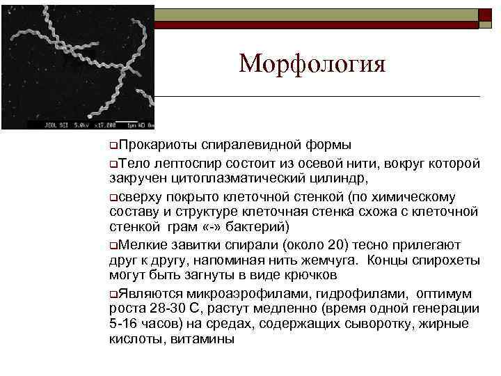 Морфология q. Прокариоты спиралевидной формы q. Тело лептоспир состоит из осевой нити, вокруг которой