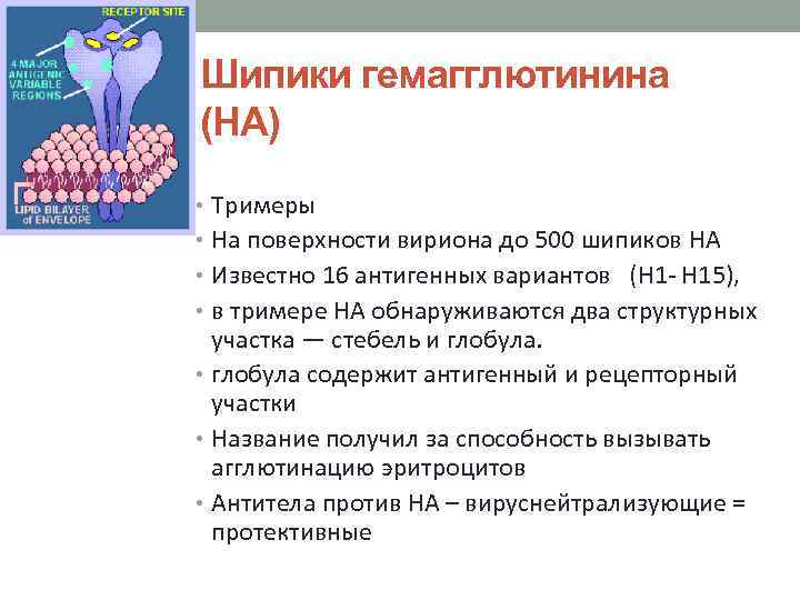 Шипики гемагглютинина (HA) • Тримеры • На поверхности вириона до 500 шипиков HA •