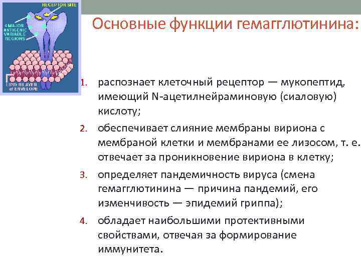 Основные функции гемагглютинина: 1. распознает клеточный рецептор — мукопептид, имеющий N-ацетилнейраминовую (сиаловую) кислоту; 2.