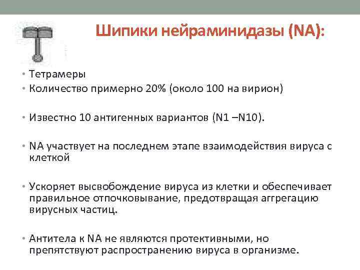 Шипики нейраминидазы (NA): • Тетрамеры • Количество примерно 20% (около 100 на вирион) •