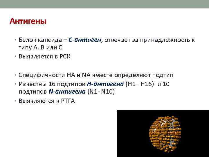 Антигены • Белок капсида – С-антиген, отвечает за принадлежность к типу А, В или