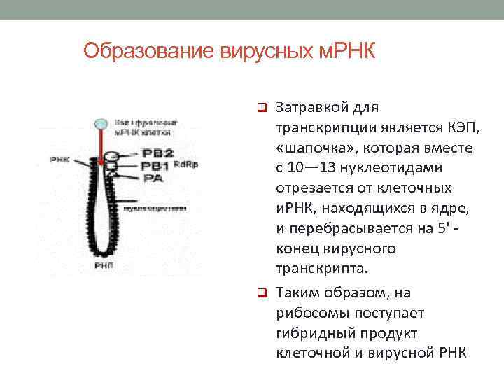 Образование вирусных м. РНК q q Затравкой для транскрипции является КЭП, «шапочка» , которая