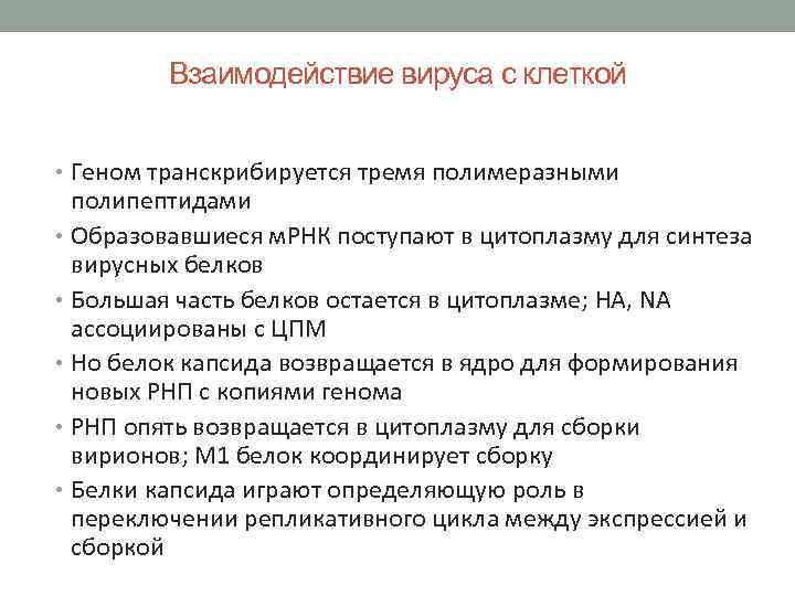 Взаимодействие вируса с клеткой • Геном транскрибируется тремя полимеразными полипептидами • Образовавшиеся м. РНК