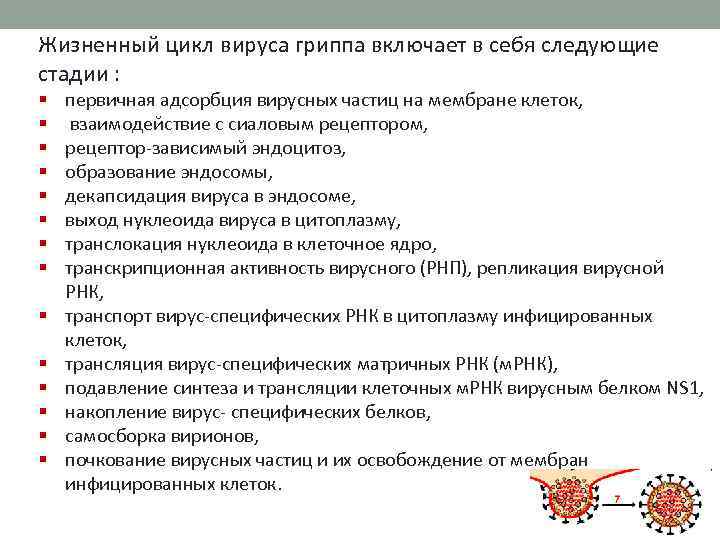 Жизненный цикл вируса гриппа включает в себя следующие стадии : § § § §