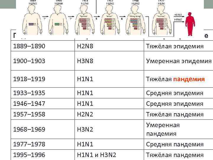 Год 1889– 1890 Серотип H 2 N 8 Распространение Тяжёлая эпидемия 1900– 1903 H