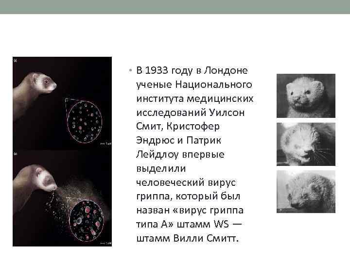  • В 1933 году в Лондоне ученые Национального института медицинских исследований Уилсон Смит,