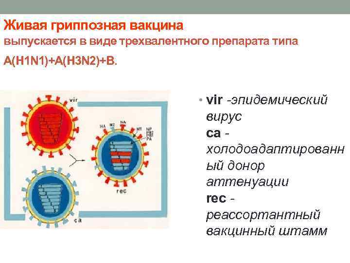 Живая гриппозная вакцина выпускается в виде трехвалентного препарата типа A(H 1 N 1)+A(H 3
