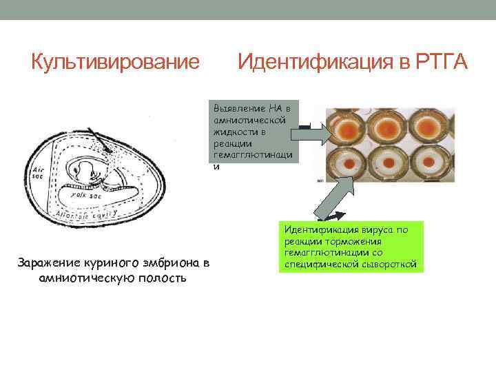 Культивирование Идентификация в РТГА Выявление НА в амниотической жидкости в реакции гемагглютинаци и Заражение