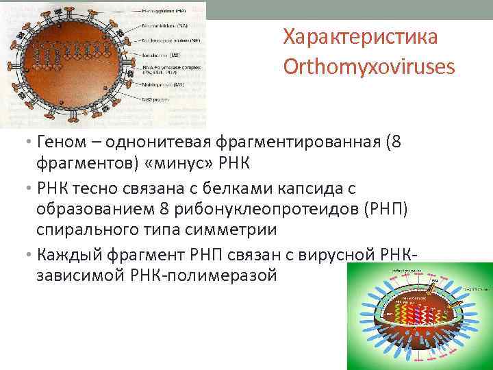 Характеристика Orthomyxoviruses • Геном – однонитевая фрагментированная (8 фрагментов) «минус» РНК • РНК тесно