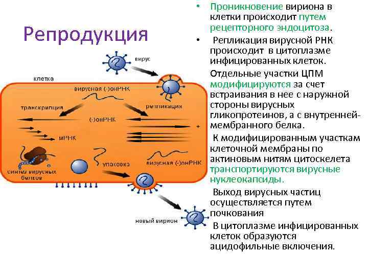 Репродукция • Проникновение вириона в клетки происходит путем рецепторного эндоцитоза. • Репликация вирусной РНК