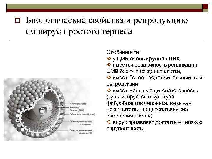 o Биологические свойства и репродукцию см. вирус простого герпеса Особенности: v у ЦМВ очень