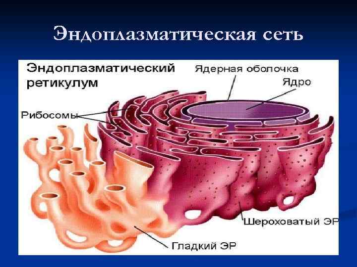 Эндоплазматическая сеть 
