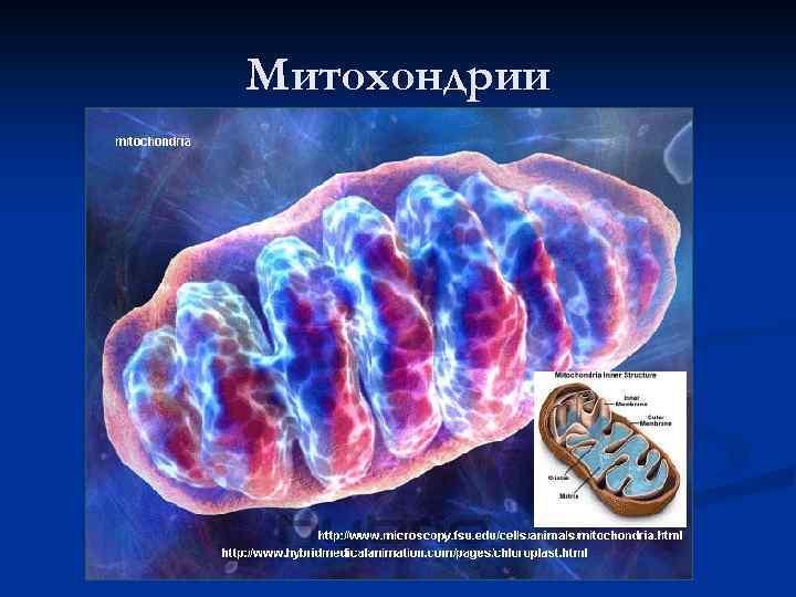 Митохондрии 