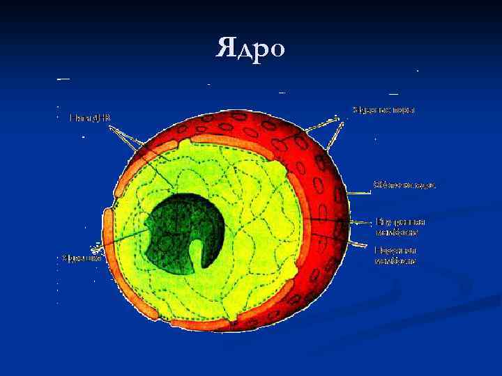 Ядро 