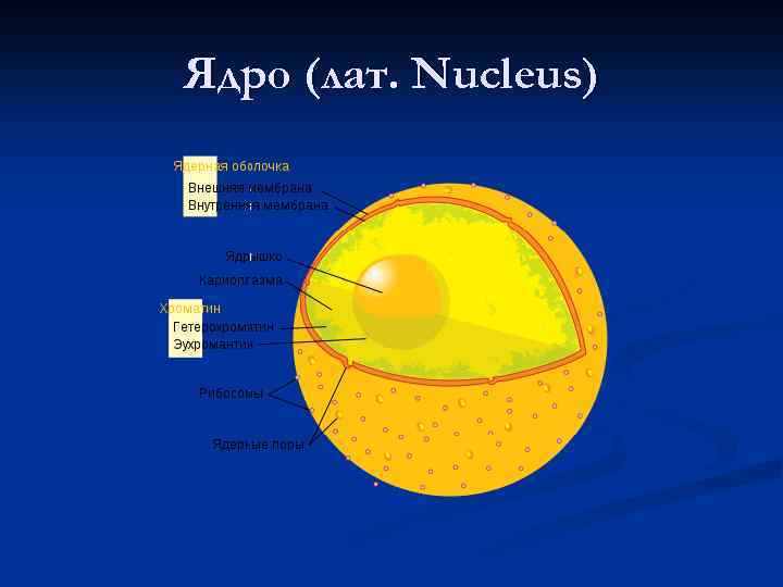 Ядро (лат. Nucleus) 