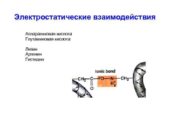 Электростатические взаимодействия Аспарагиновая кислота Глутаминовая кислота Лизин Аргинин Гистидин 