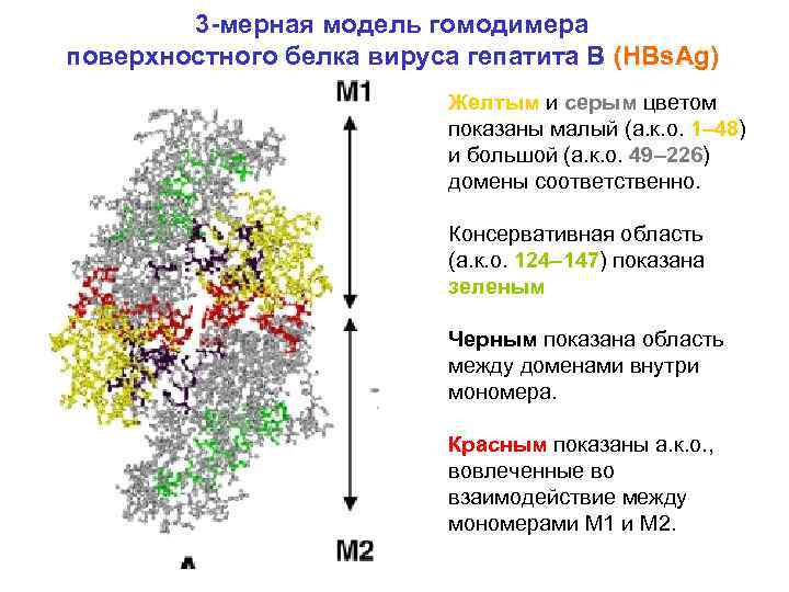 3 -мерная модель гомодимера поверхностного белка вируса гепатита В (HBs. Ag) Желтым и серым