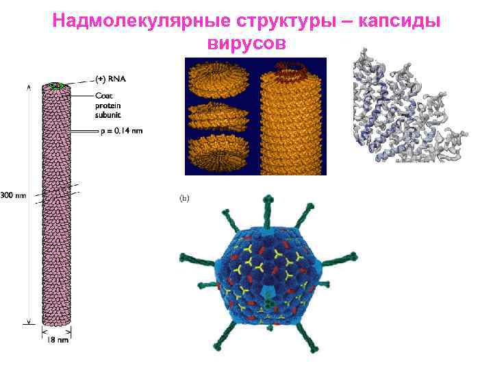 Надмолекулярные структуры – капсиды вирусов 