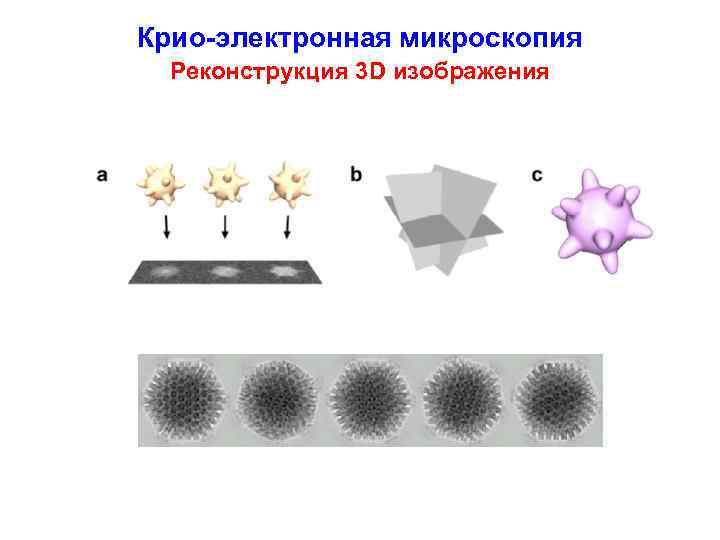 Крио-электронная микроскопия Реконструкция 3 D изображения 