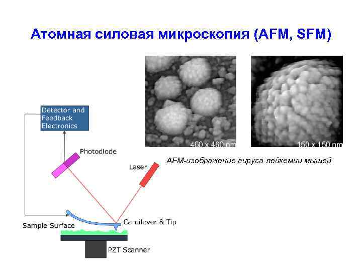 Атомная силовая микроскопия (AFM, SFM) AFM-изображение вируса лейкемии мышей 