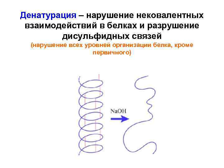 Денатурация – нарушение нековалентных взаимодействий в белках и разрушение дисульфидных связей (нарушение всех уровней