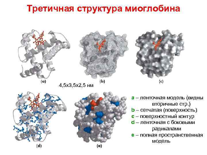 Третичная структура миоглобина 4, 5 x 3, 5 x 2, 5 нм a –