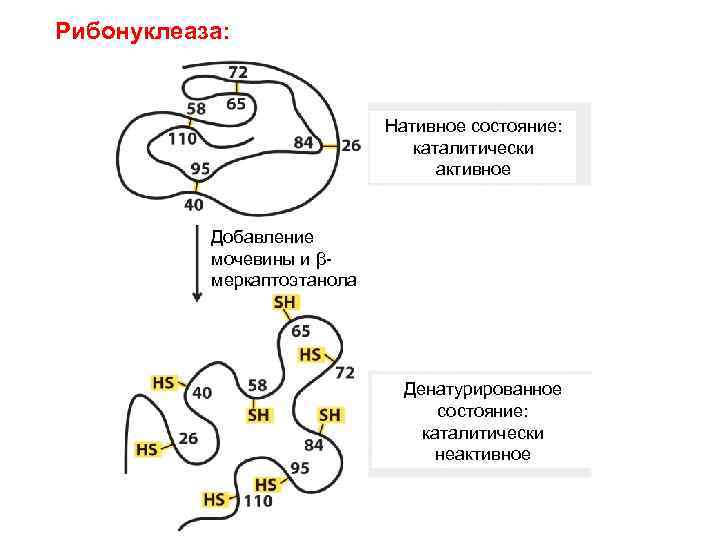 Рибонуклеаза: Нативное состояние: каталитически активное Добавление мочевины и βмеркаптоэтанола Денатурированное состояние: каталитически неактивное 