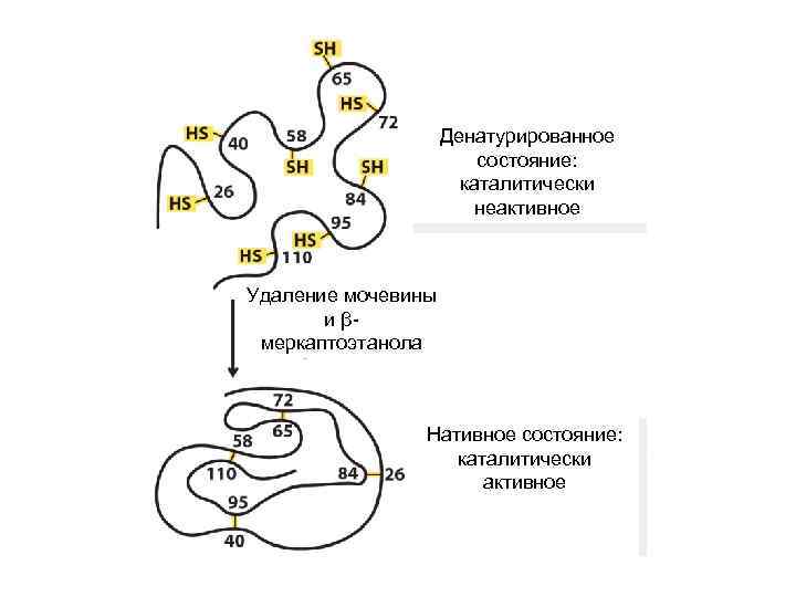 Денатурированное состояние: каталитически неактивное Удаление мочевины и βмеркаптоэтанола Нативное состояние: каталитически активное 