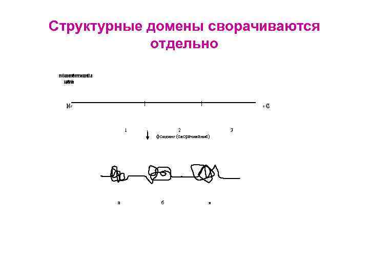 Структурные домены сворачиваются отдельно полипептидная цепь NN- -C -C 1 а 2 фолдинг (сворачивание)