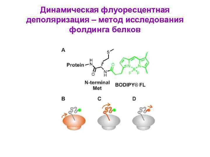 Динамическая флуоресцентная деполяризация – метод исследования фолдинга белков 